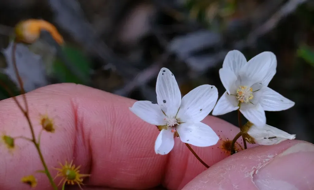 Drosera Prophylla