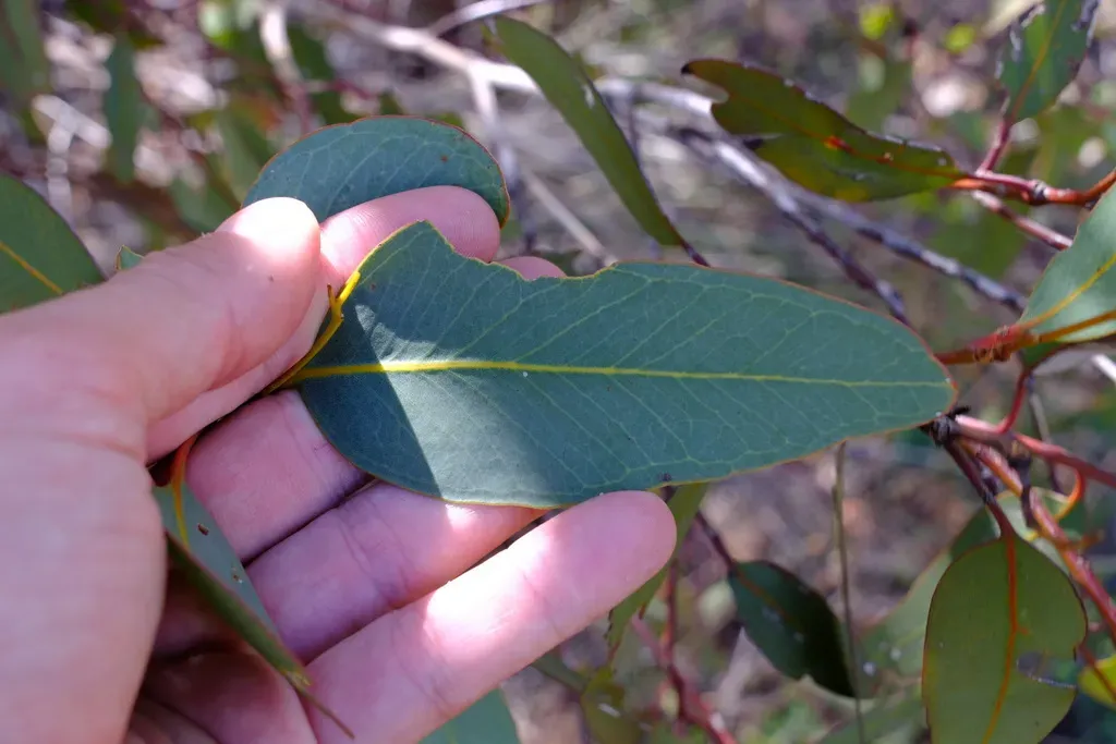 Powderbark Wandoo