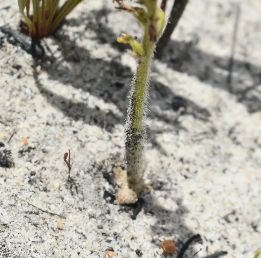 Miniflower Hair Orchid