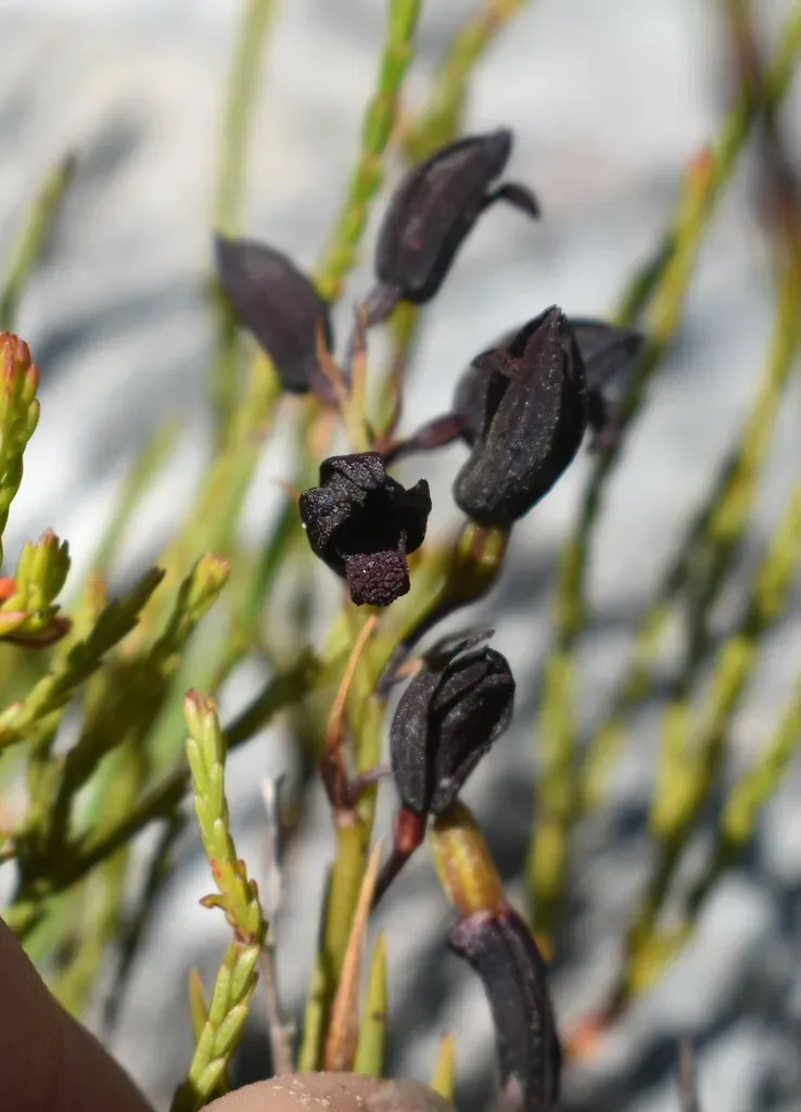 Black Cinderella Orchid