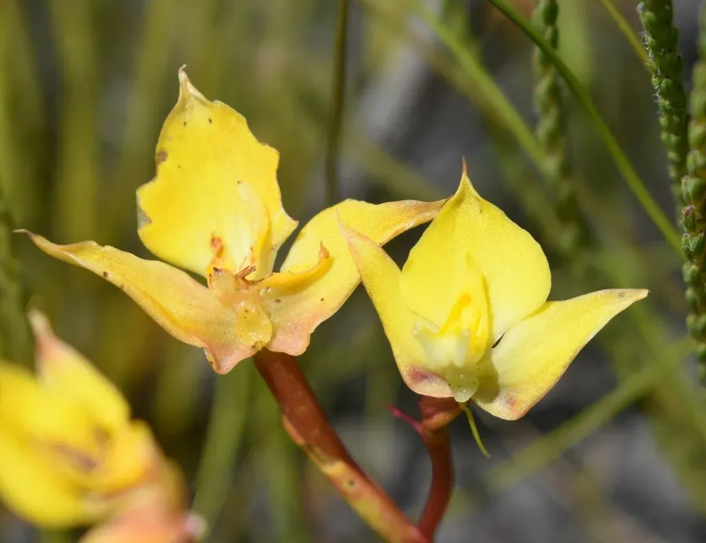 Yellow Disa