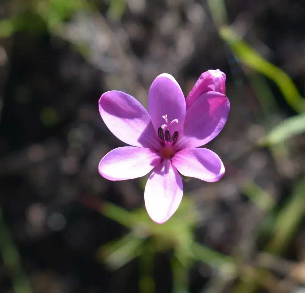 Ixia Fucata