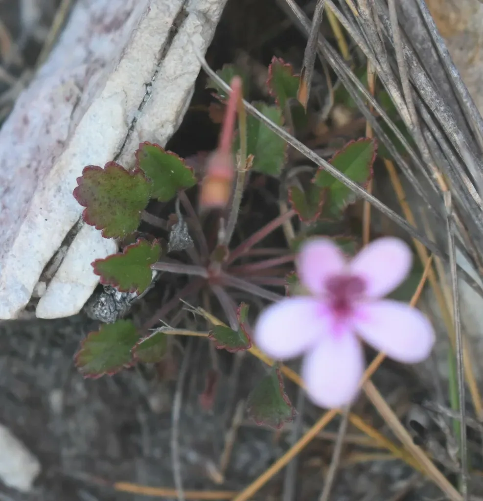 Pelargonium Burgerianum
