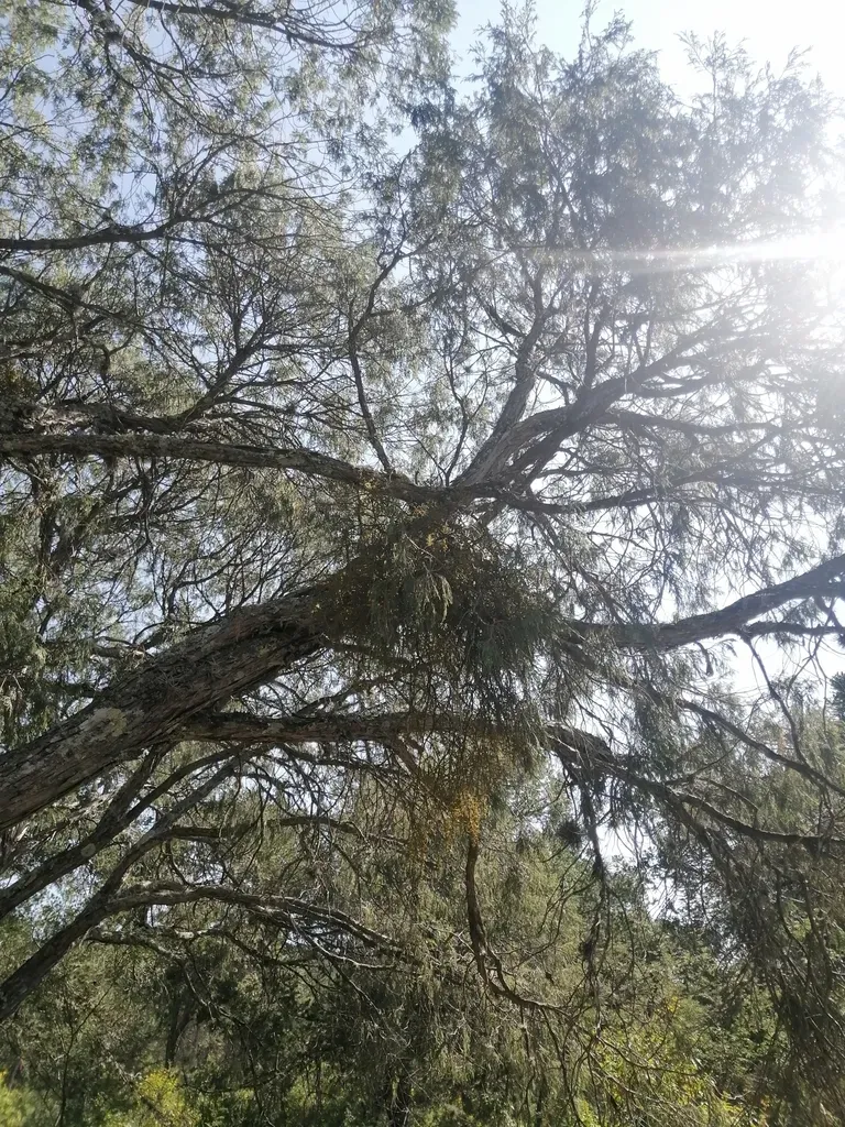 Phoradendron Rufescens