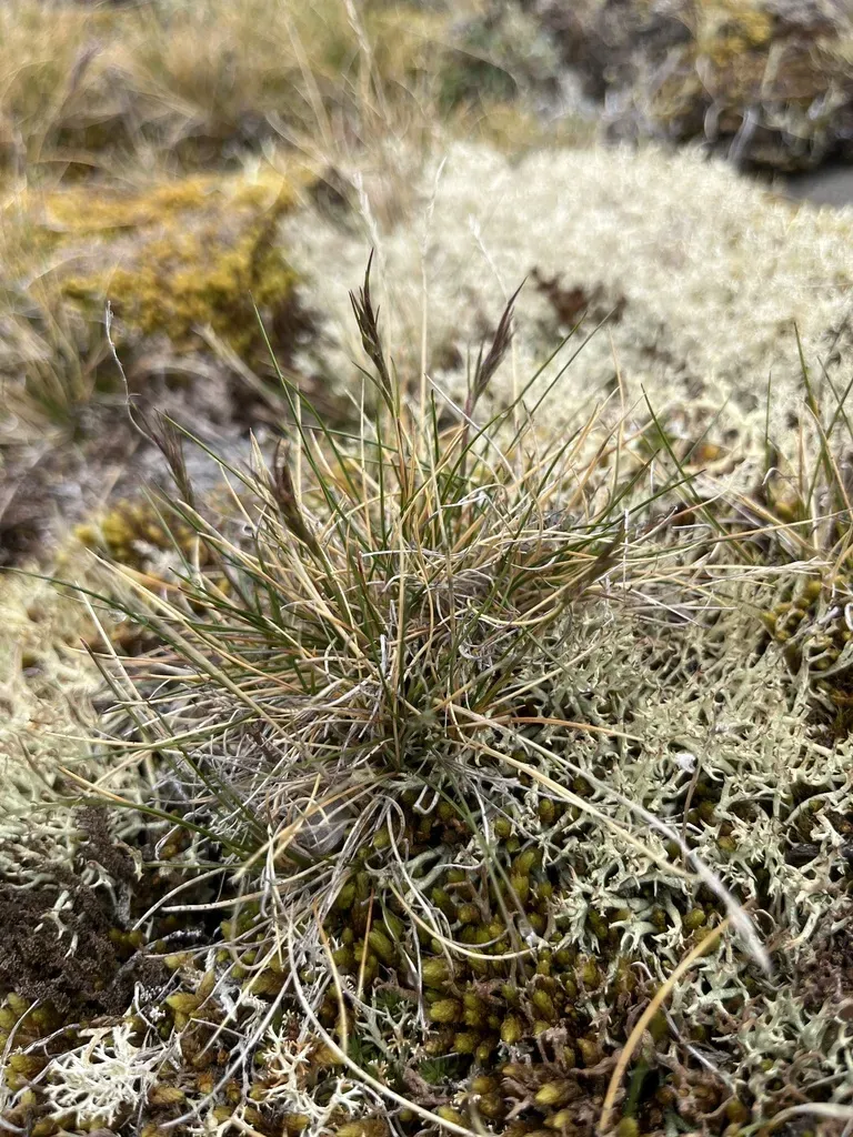 Viviparous Sheep's-fescue