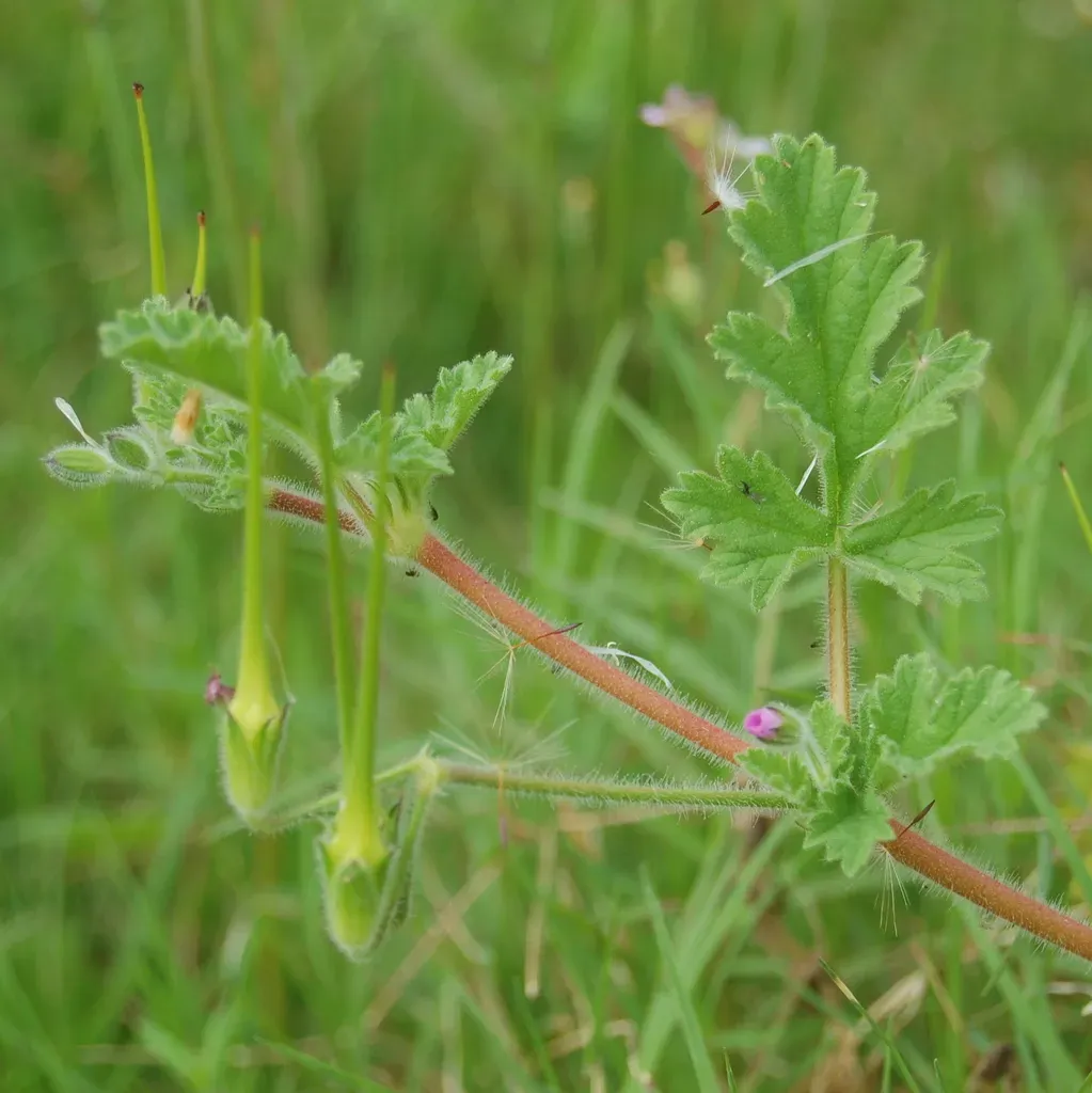 Argentine Stork's-bill