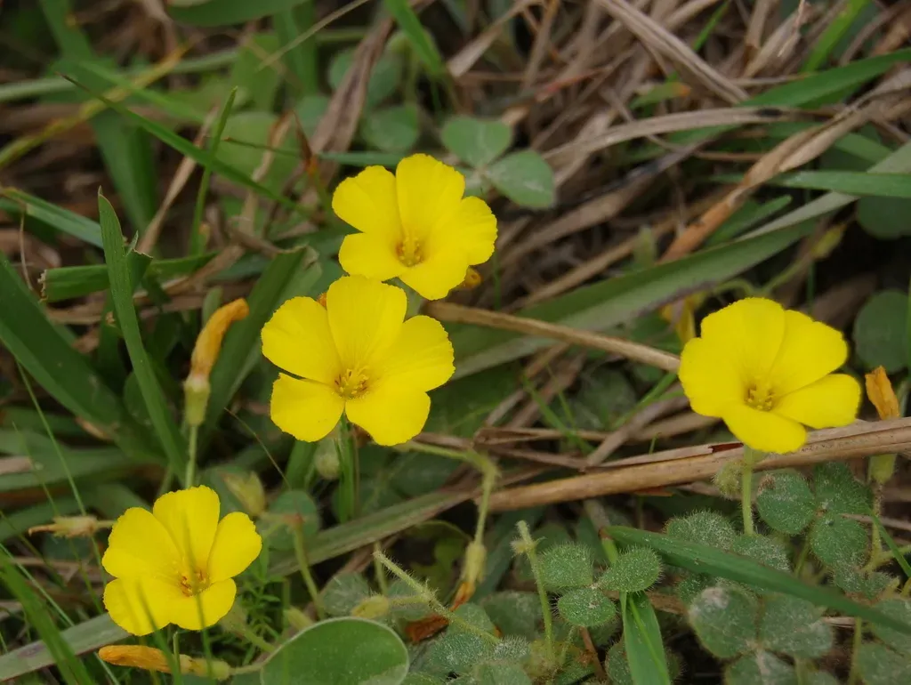 Oxalis Eriocarpa