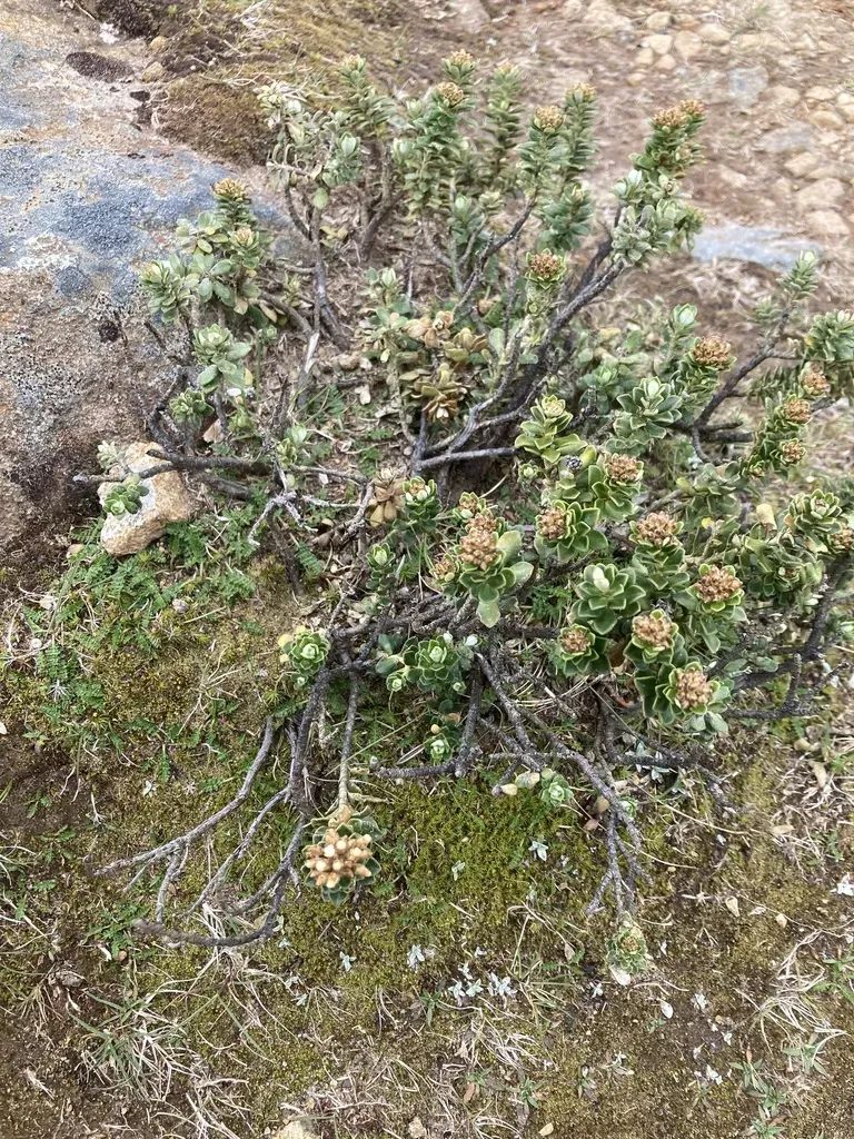 Ozothamnus Rodwayi