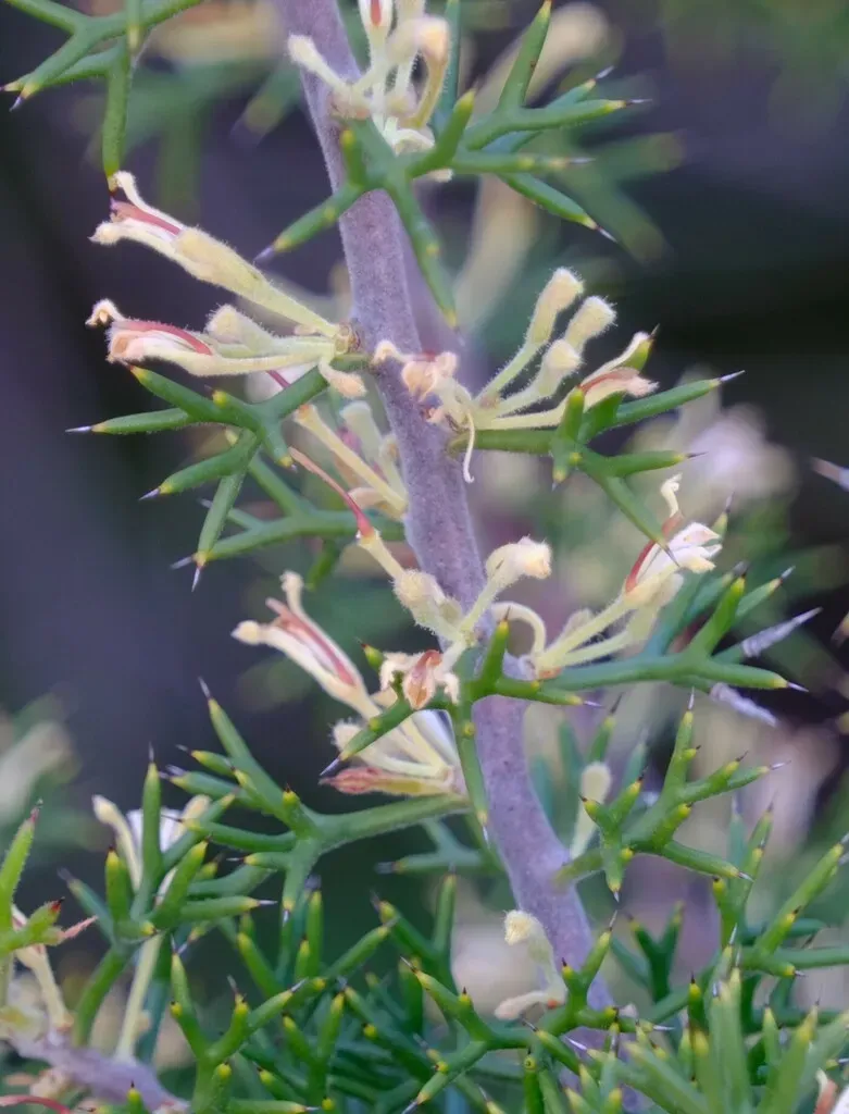 Hedgehog Hakea