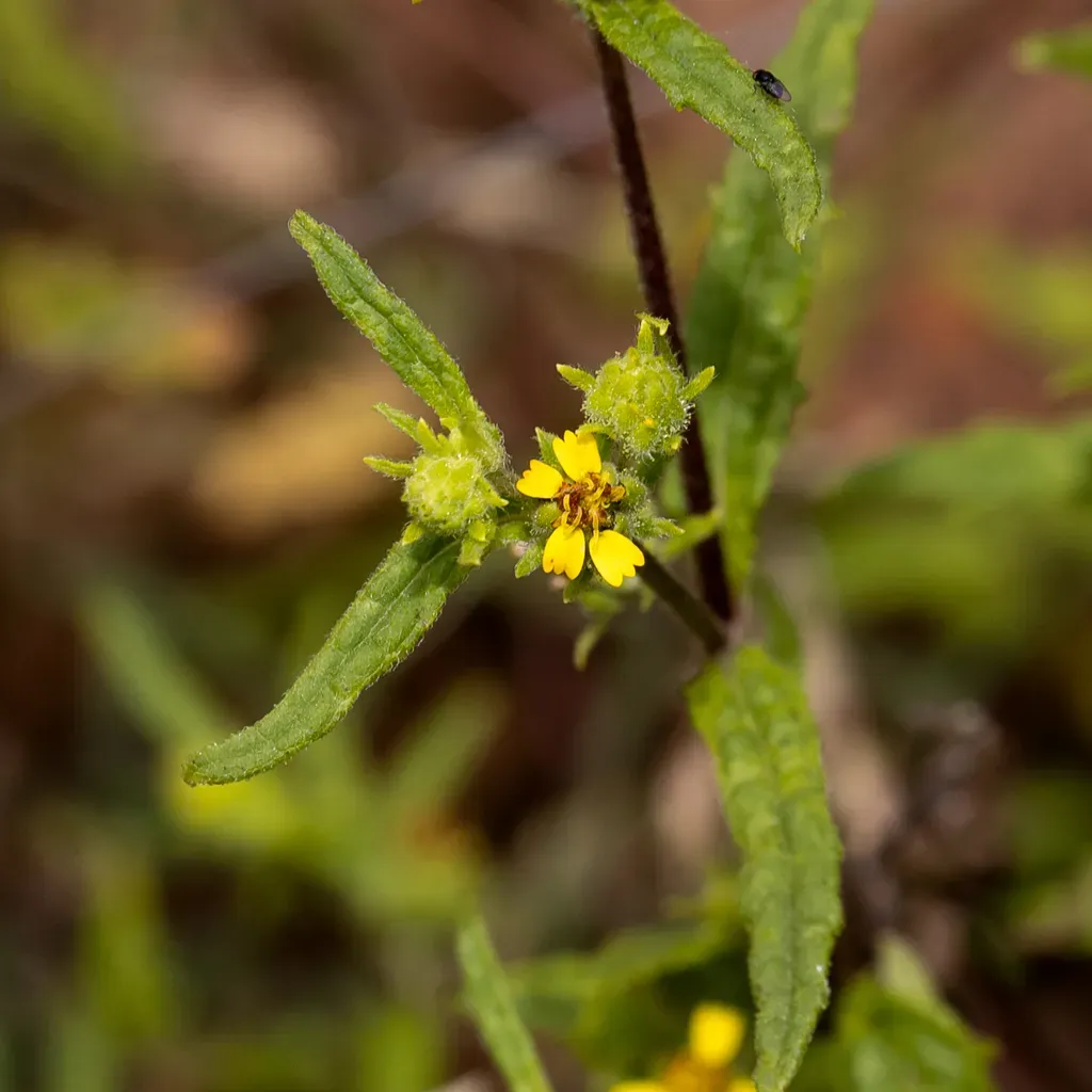 Sigesbeckia Australiensis