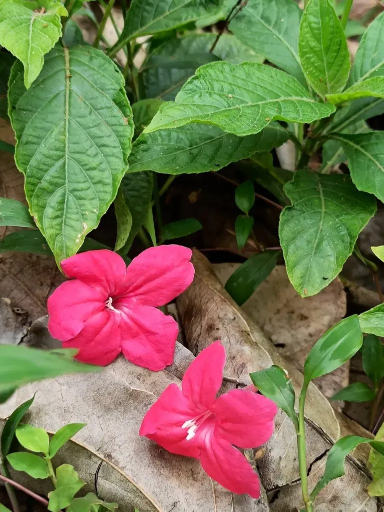 Red Ruellia