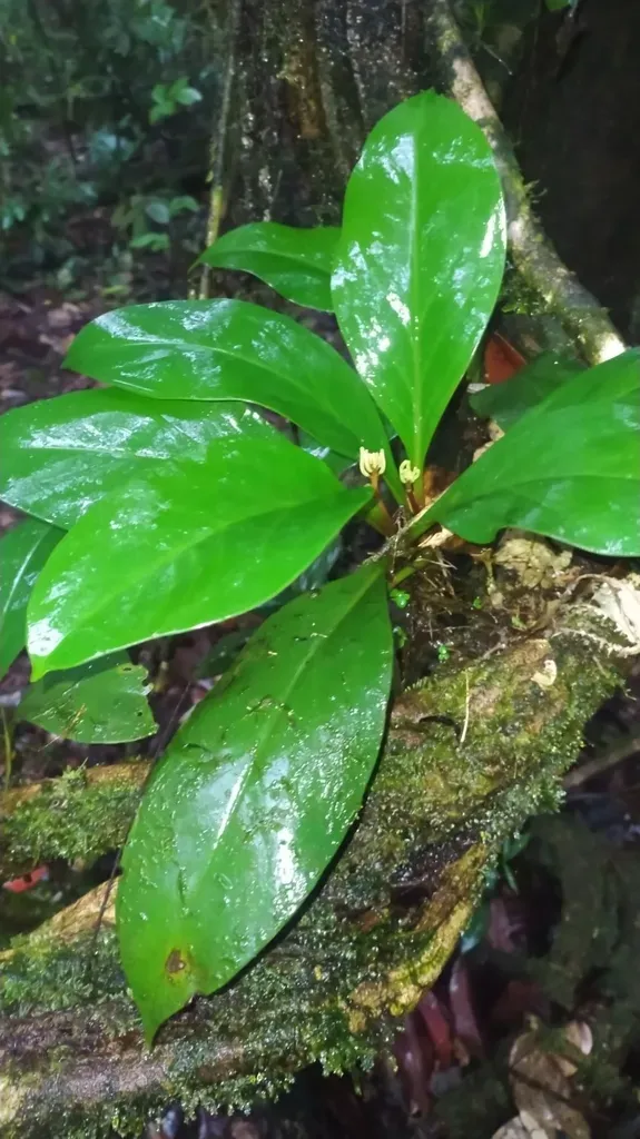 Peperomia Pernambucensis