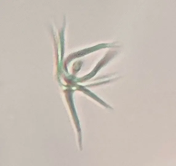 Ankistrodesmus Spiralis