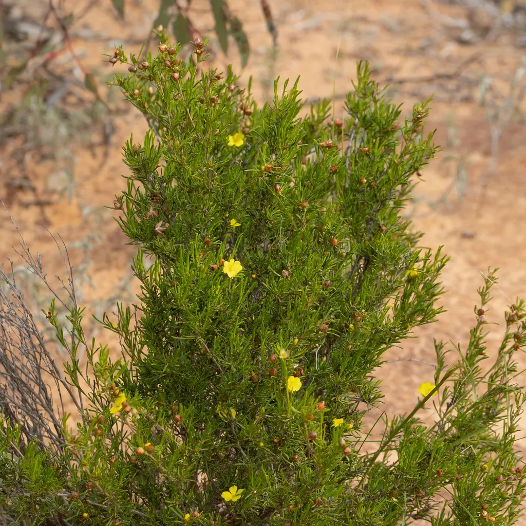 Ooldea Guinea-flower