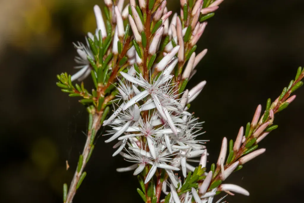 Smooth Fringe-myrtle