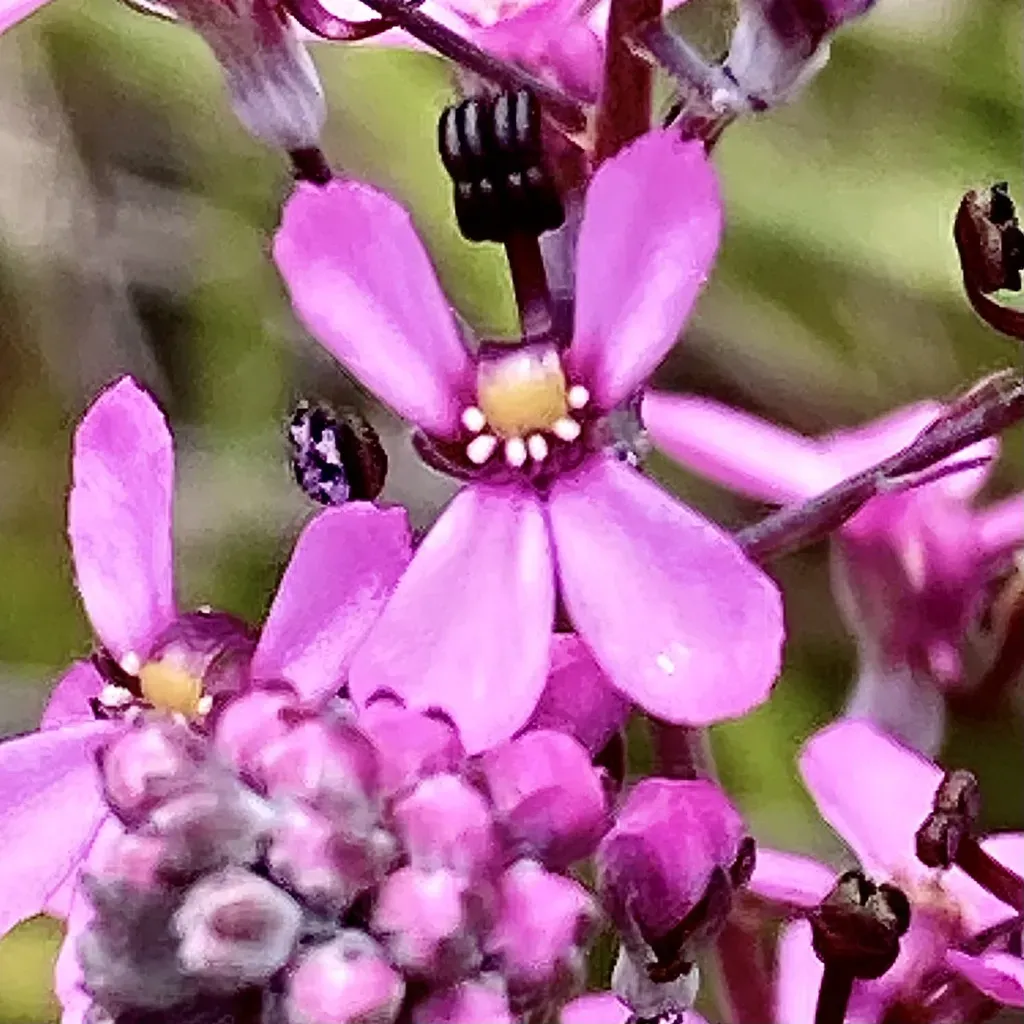 Little Fountain Triggerplant