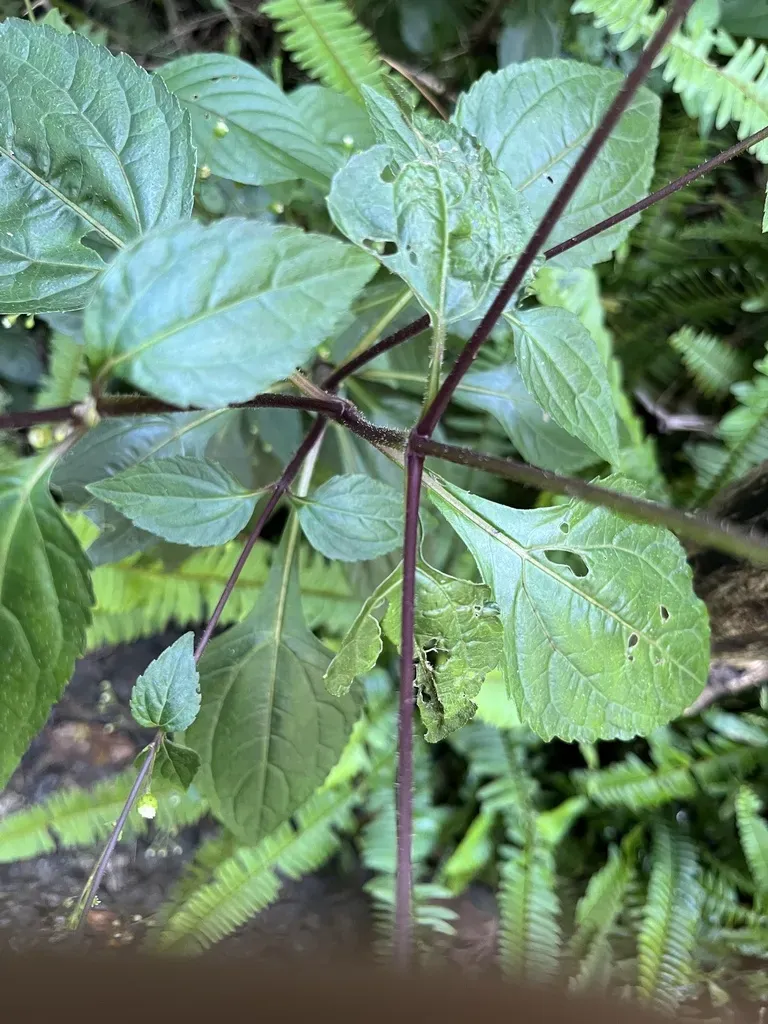 Adenostemma Viscosum