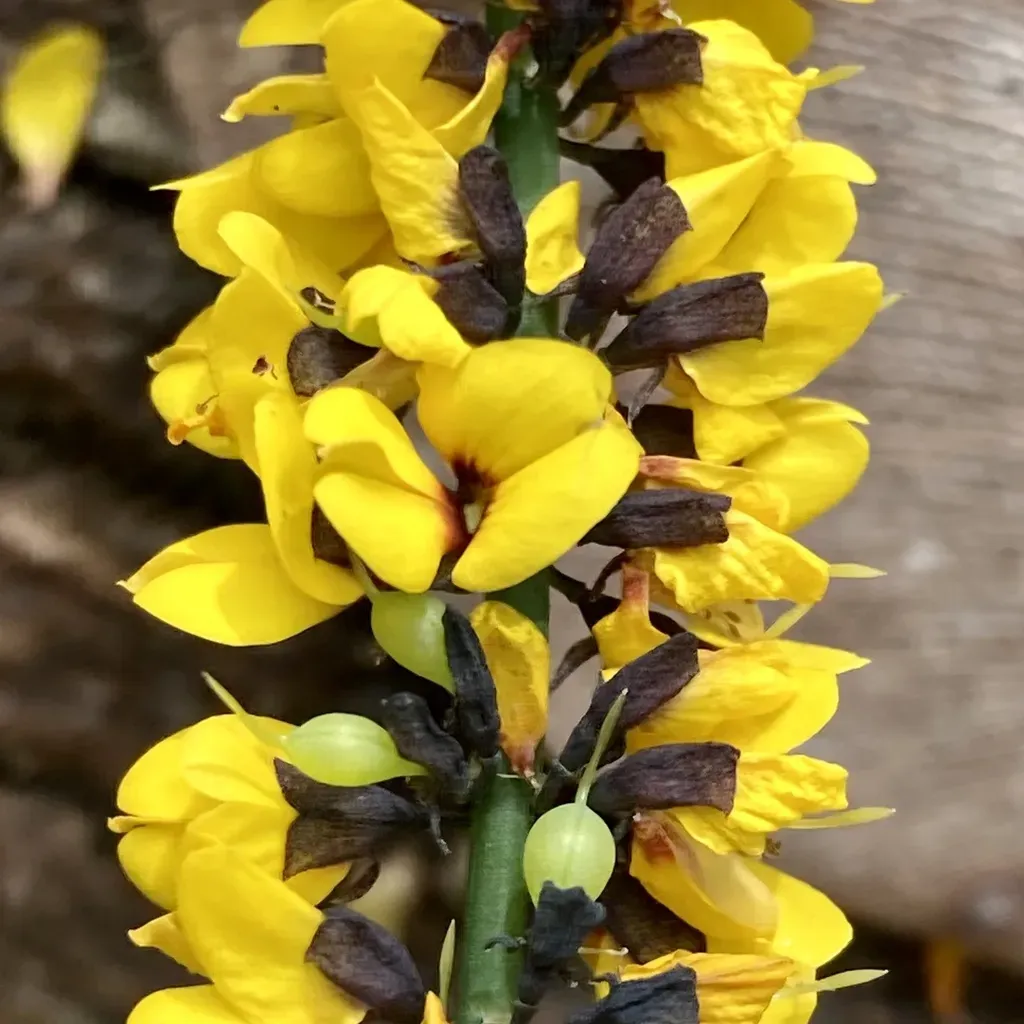 Sphaerolobium Medium