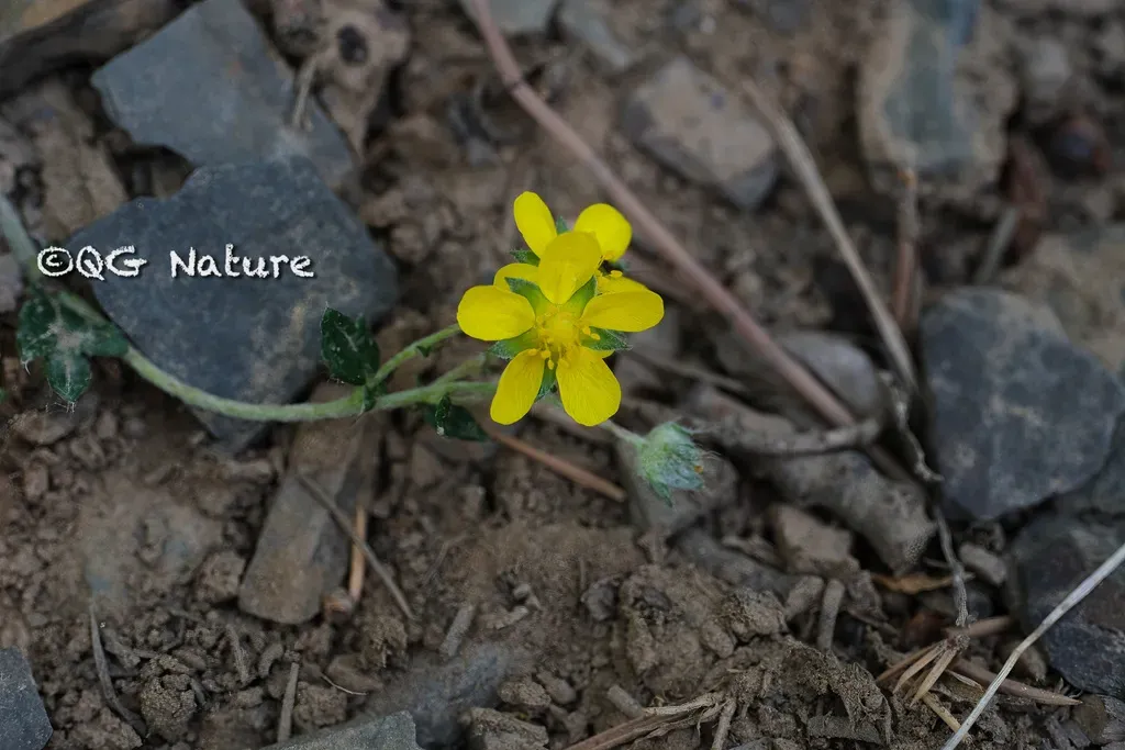 Potentilla Sischanensis