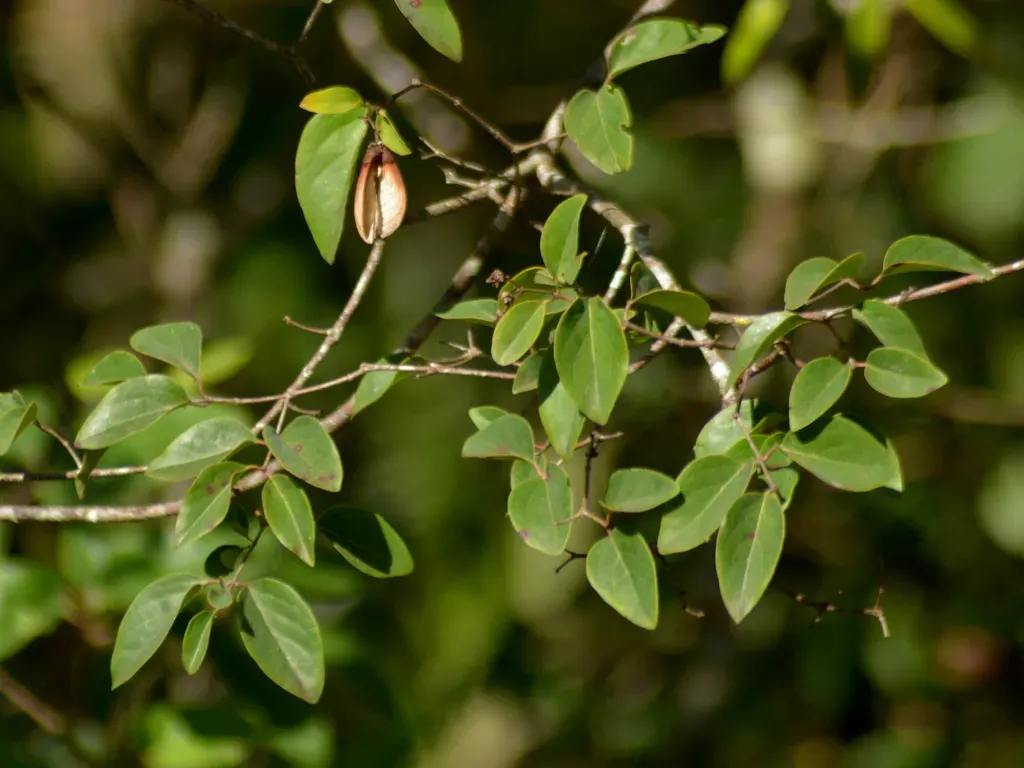 Heteropterys Syringifolia