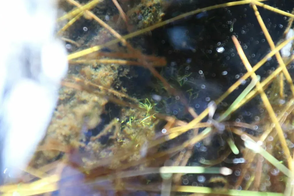 Riccia Multifida