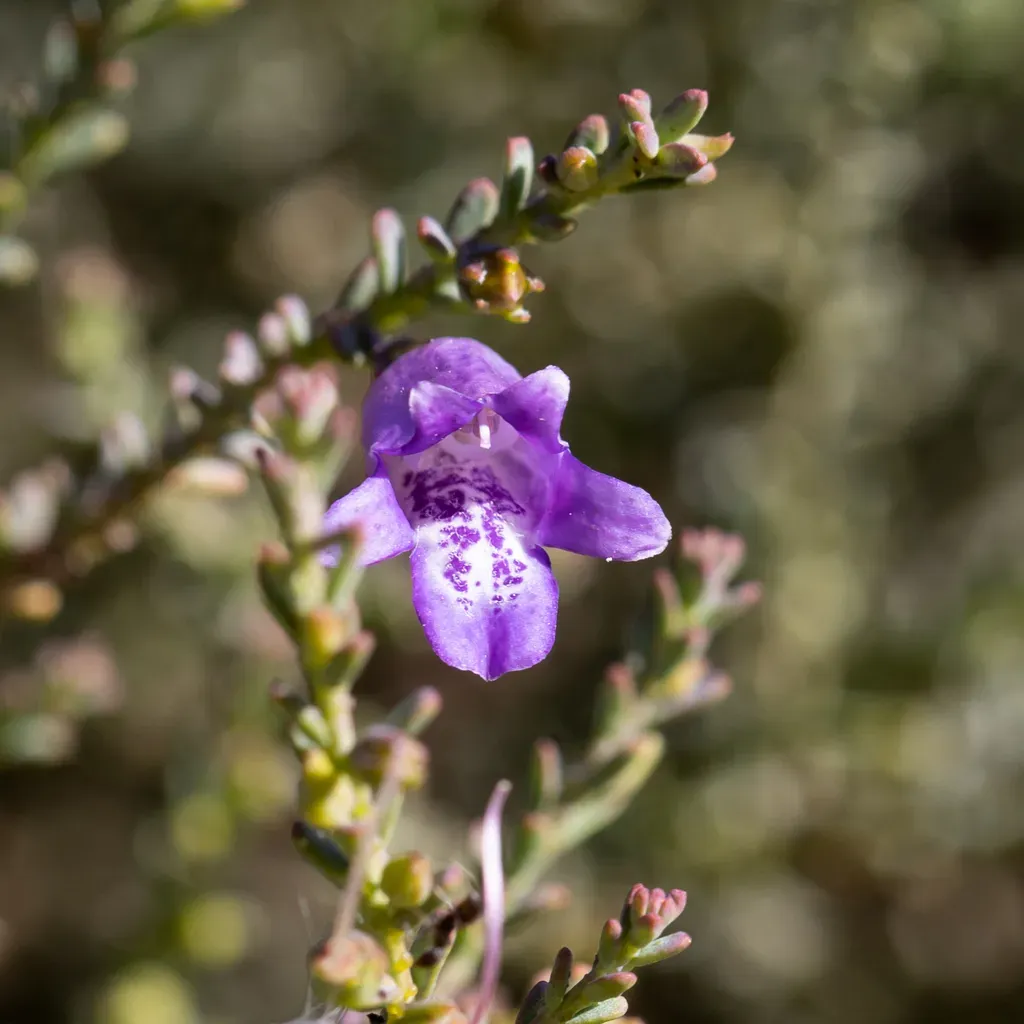 Eremophila Oblonga