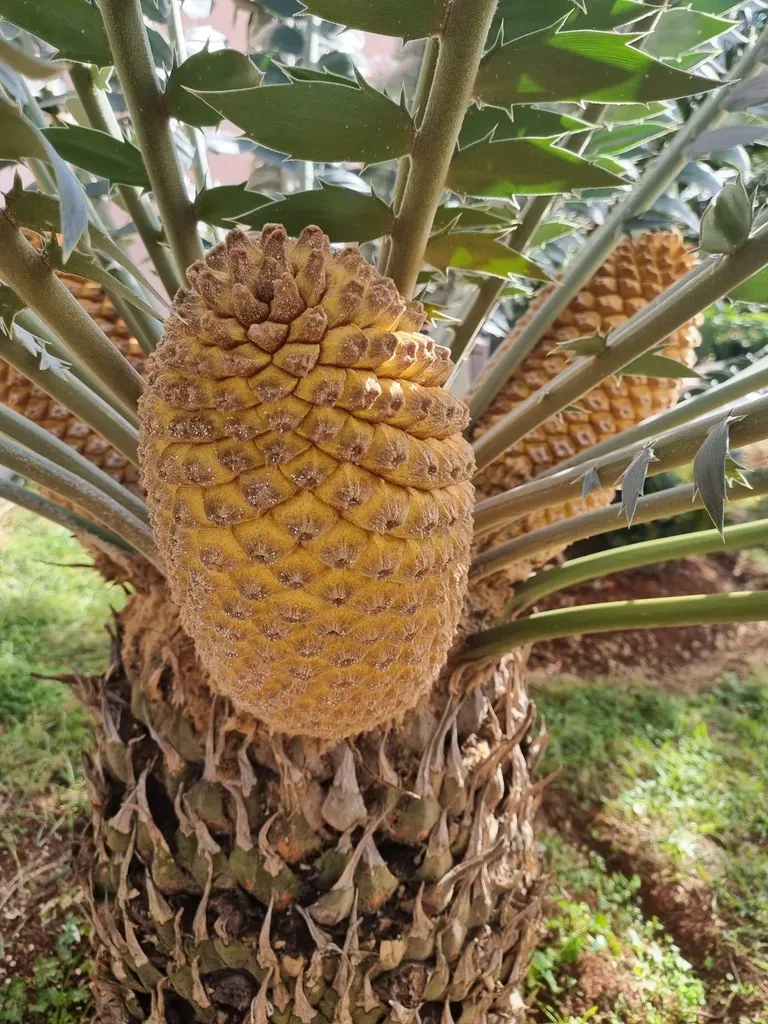 Modjadji Cycad