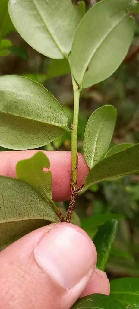 Erythroxylum Umbu
