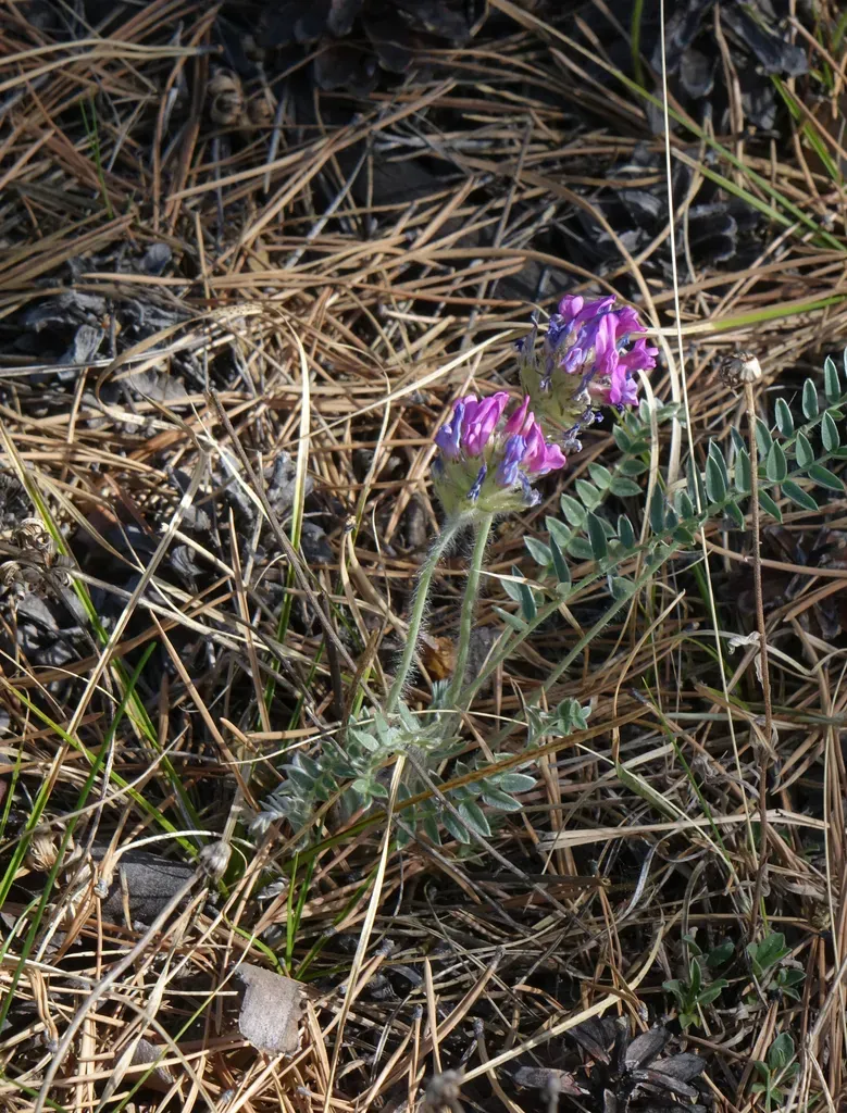 Siberian Locoweed