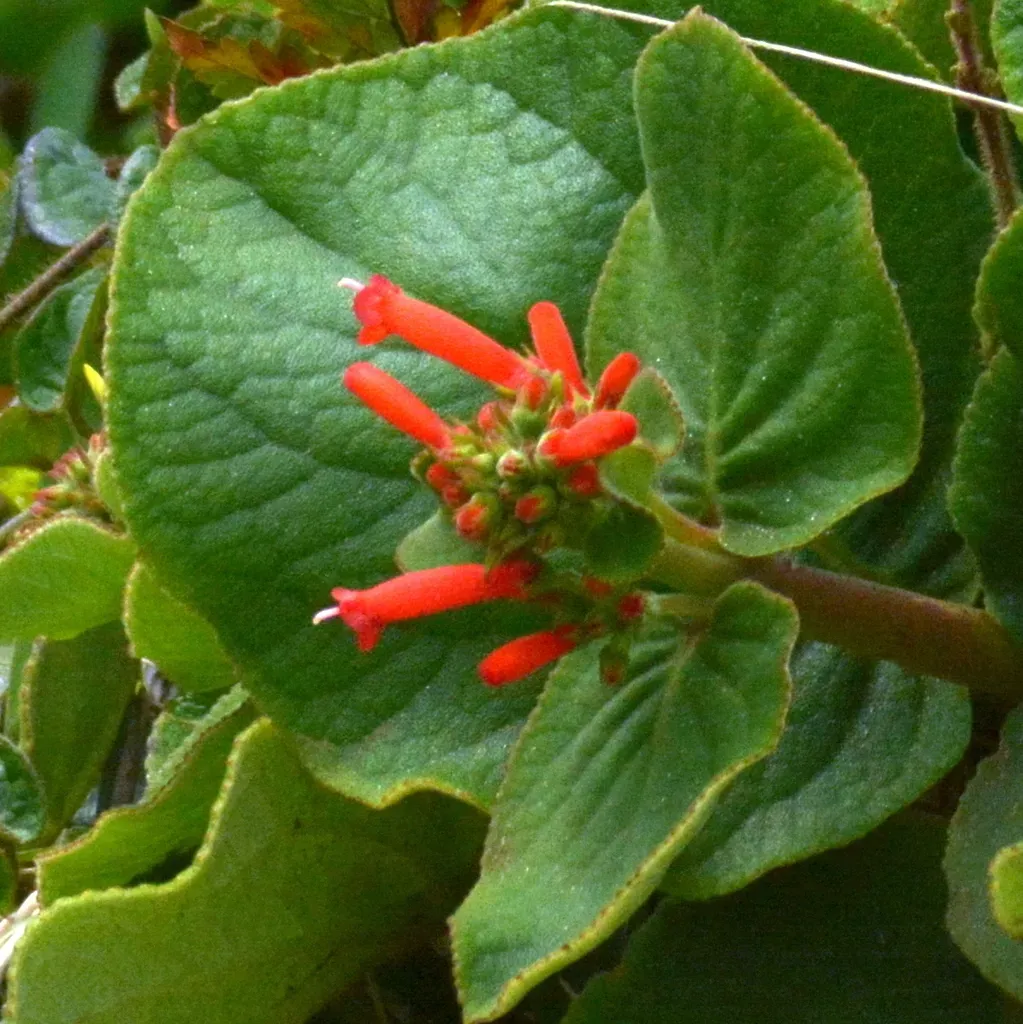 Sinningia Macrostachya