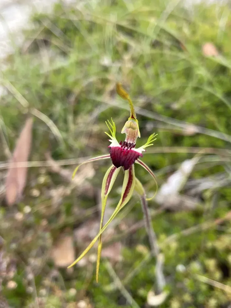 Green-comb Spider Orchid