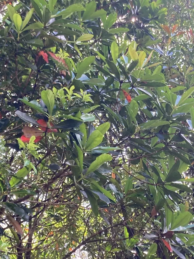 Metrosideros Laurifolia