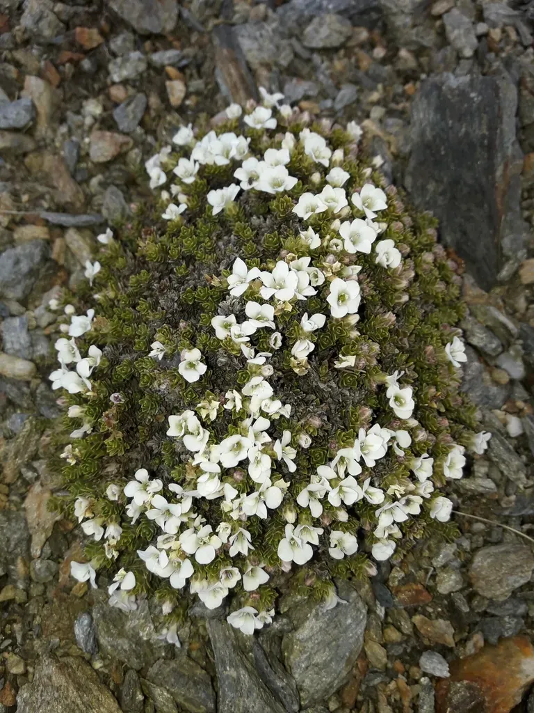 Veronica × Uniflora