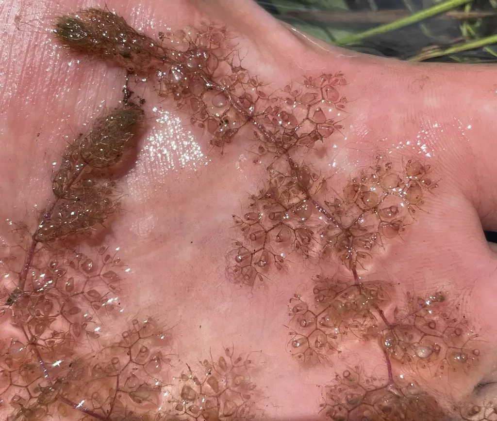 Floating Bladderwort