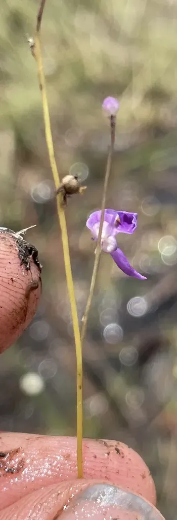 Utricularia Welwitschii