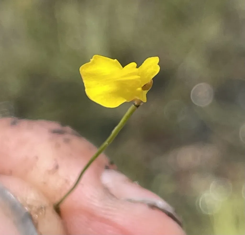 Utricularia Scandens