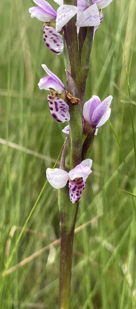 Brachycorythis Angolensis