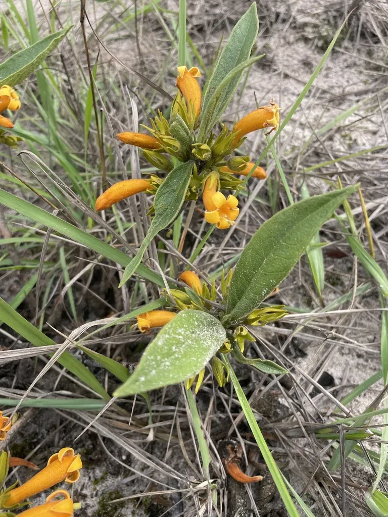 Vangueria Ferruginea