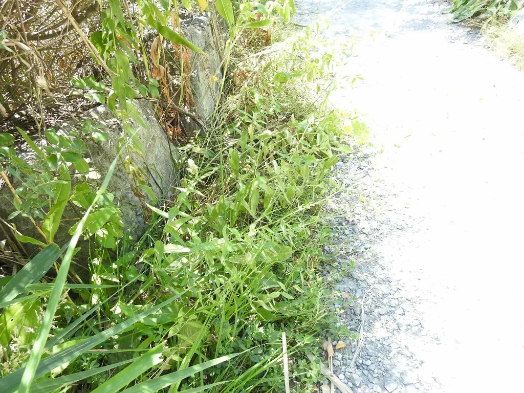 Long-leaved Hawkweed