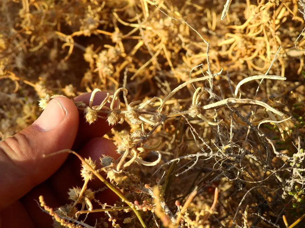 Alternanthera Nodifera