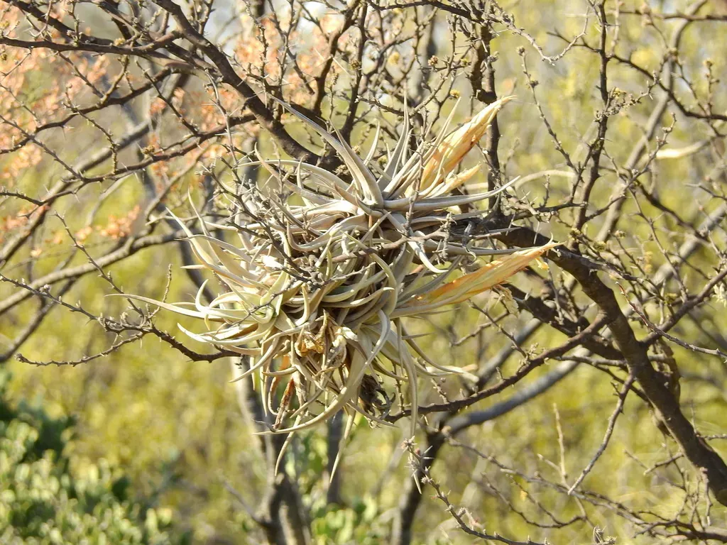 Tillandsia Xiphioides