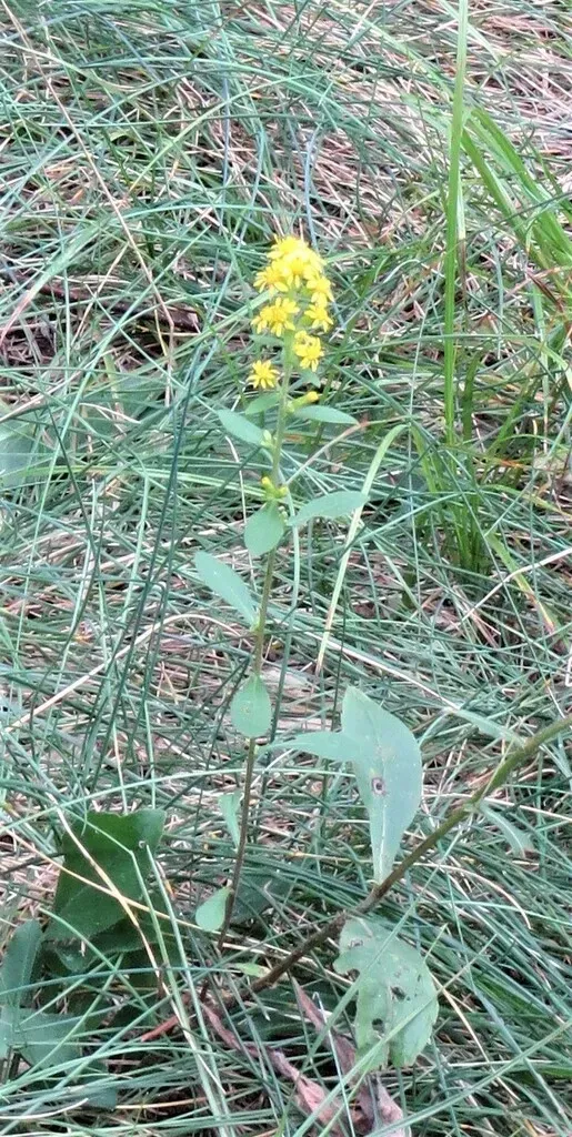 Long-petioled Showy Goldenrod
