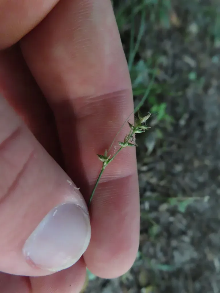 Reflexed Sedge