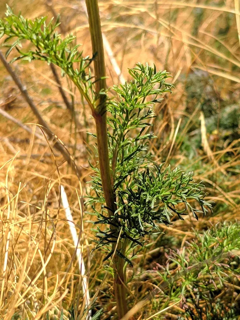 Adonis-leaved Groundsel