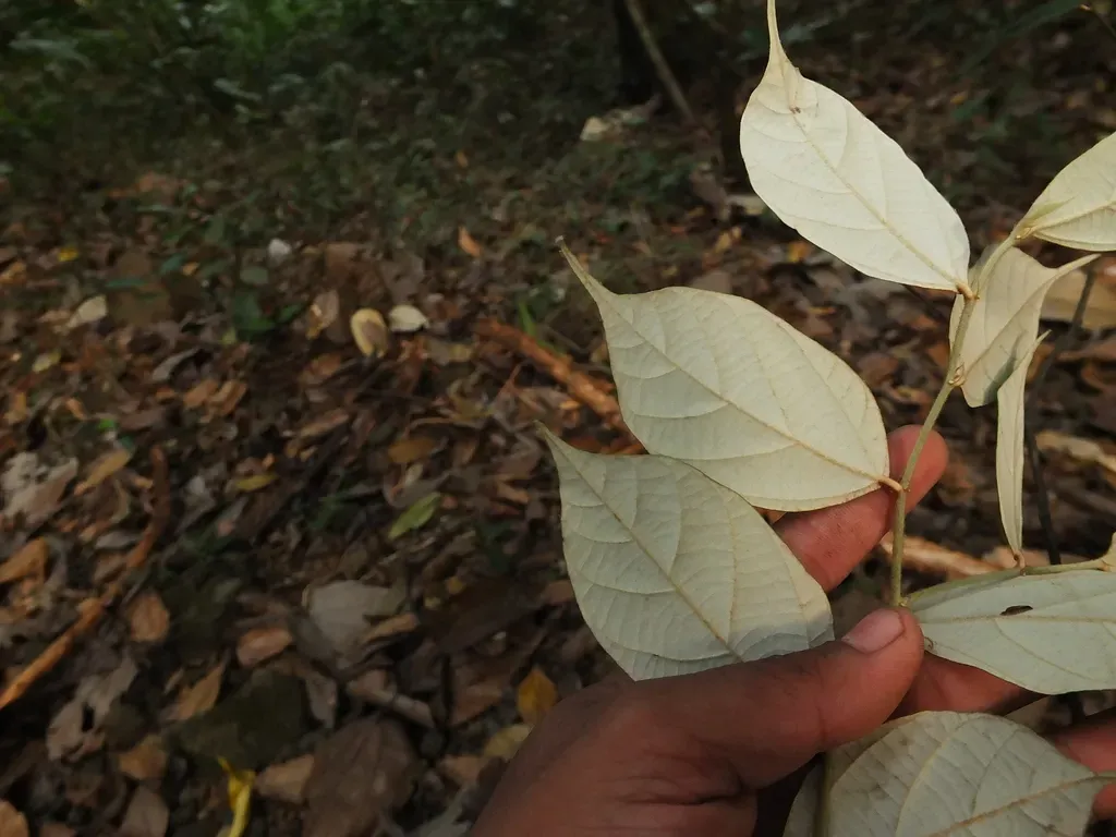 Pterospermum Reticulatum
