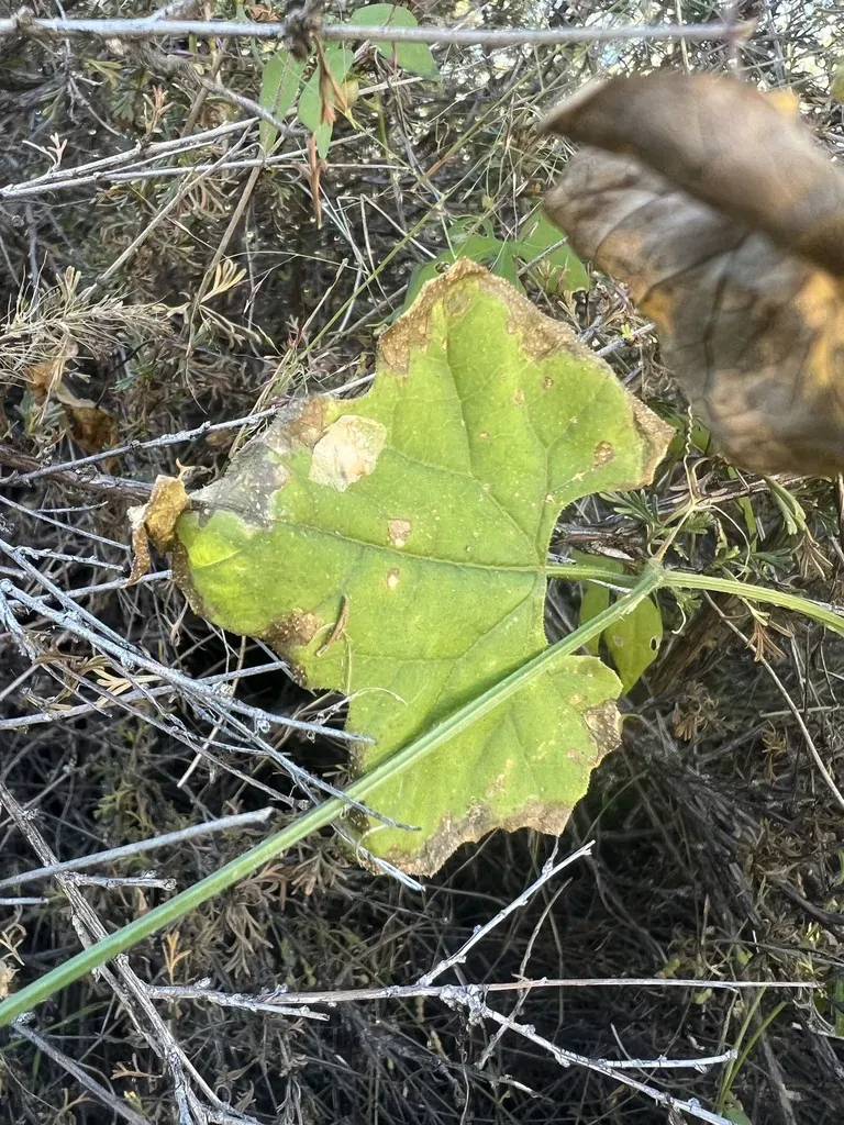 Burless Bur-cucumber