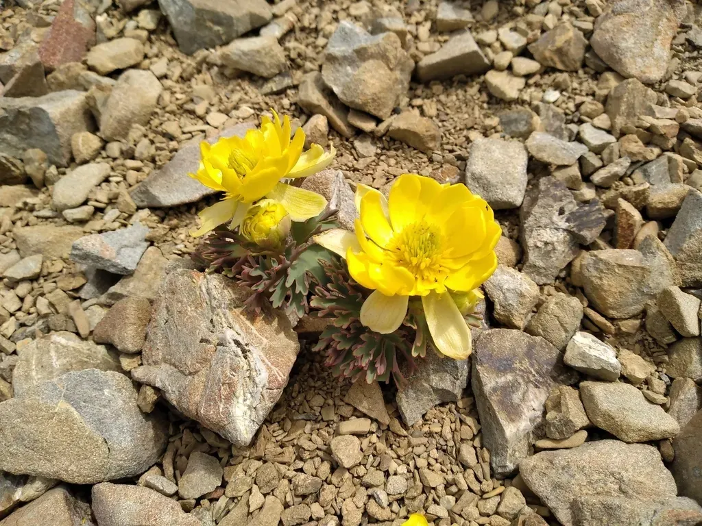 Ranunculus Acraeus