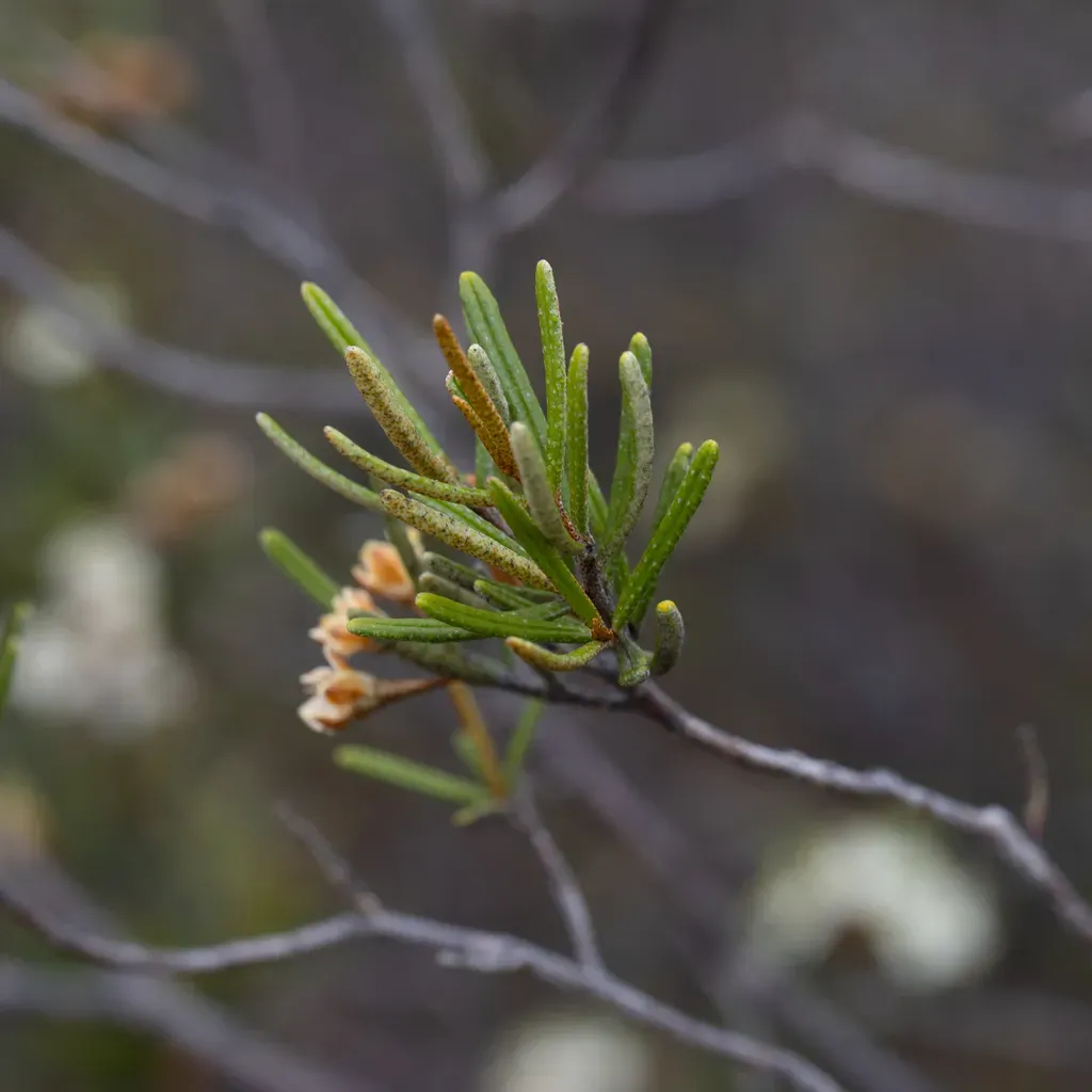 Phebalium Lepidotum
