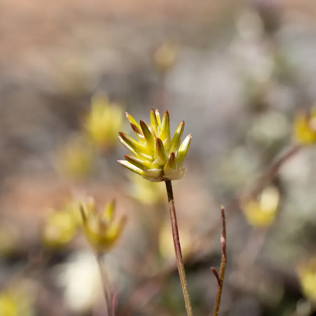 Ptilotus Eremita