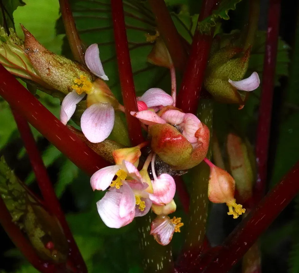 Begonia Rieckei